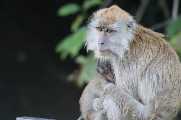 The Bond of the Long-tailed Macaques thumbnail