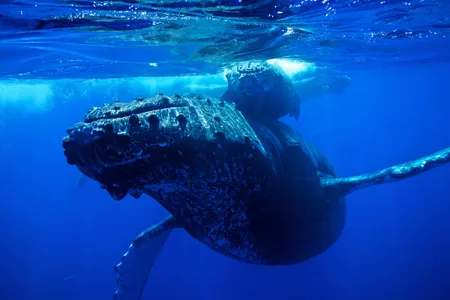 A humpback whale and calf