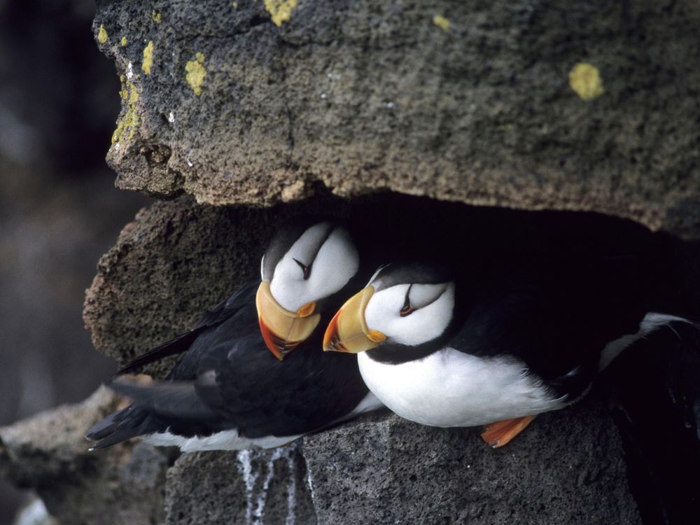 Know Your Puffins  Smithsonian Ocean