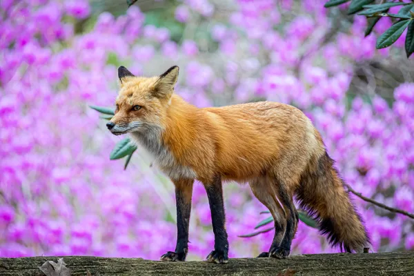 Vixen and Rhododendron thumbnail