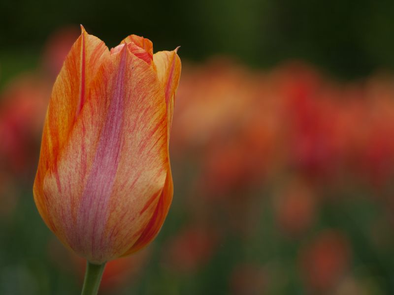 Tulips at the Brooklyn Botanic Garden | Smithsonian Photo Contest