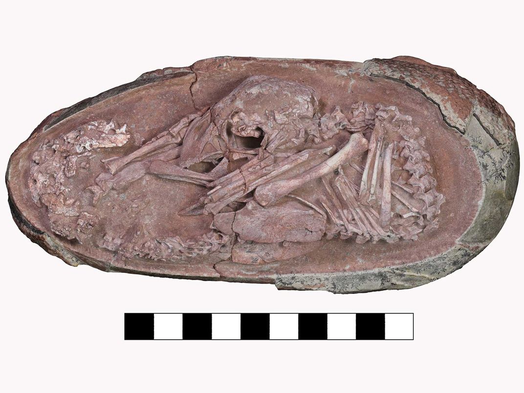 Fossil Dinosaur Egg With Embryo Inside