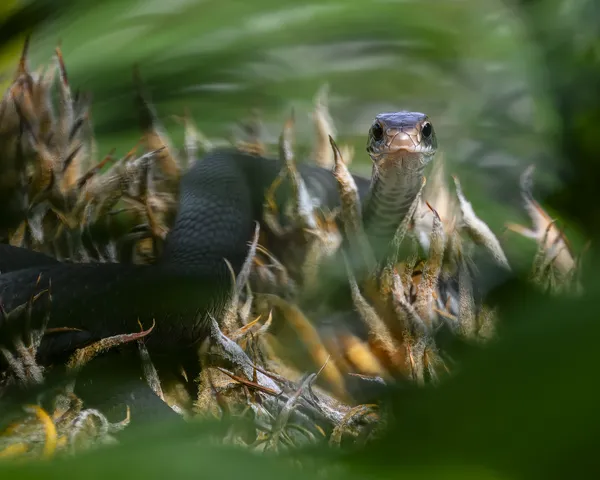 Black snake in a sago palm thumbnail