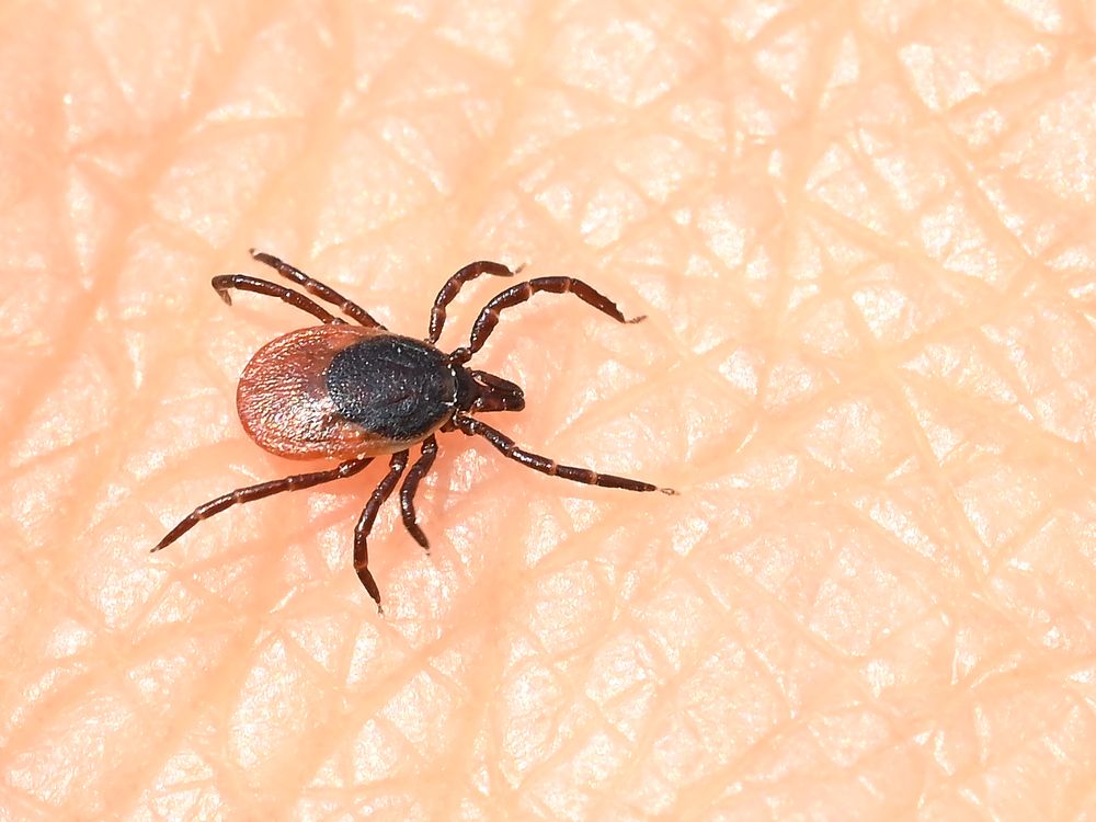 A tick