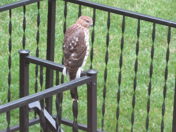 Cooper’s Hawk thumbnail