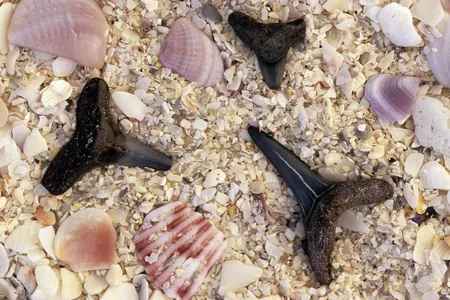 Fossil teeth are quite abundant in Southwest Florida.