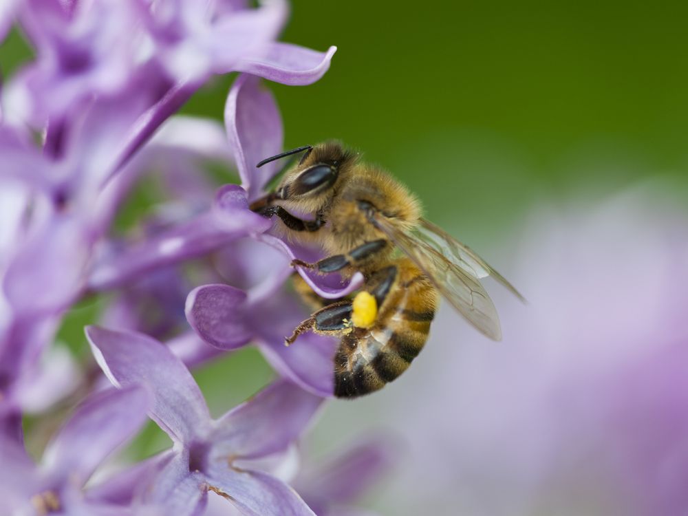 Abeja en una flor