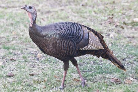 A proud turkey.