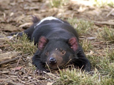 Tasmanian devils nip at each other's faces while eating carcasses and during mating season, providing opportunities for infectious face cancer to spread. 