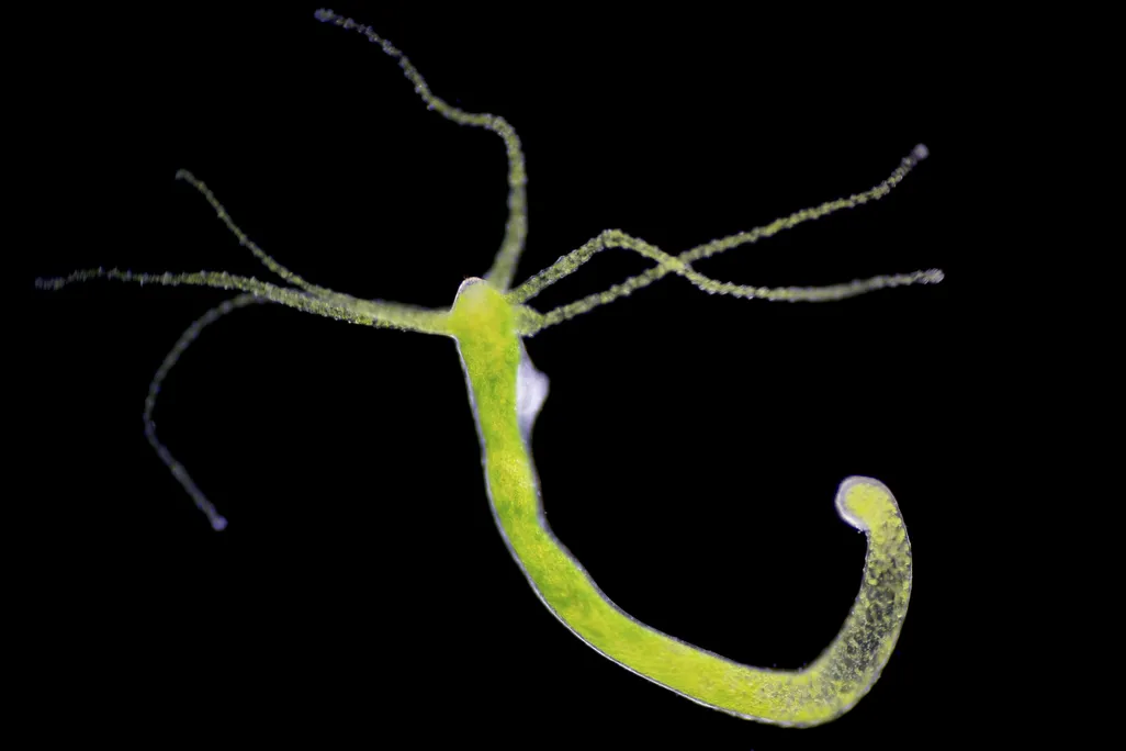 A long green tubular animal with tentacles at one end against a black backdrop