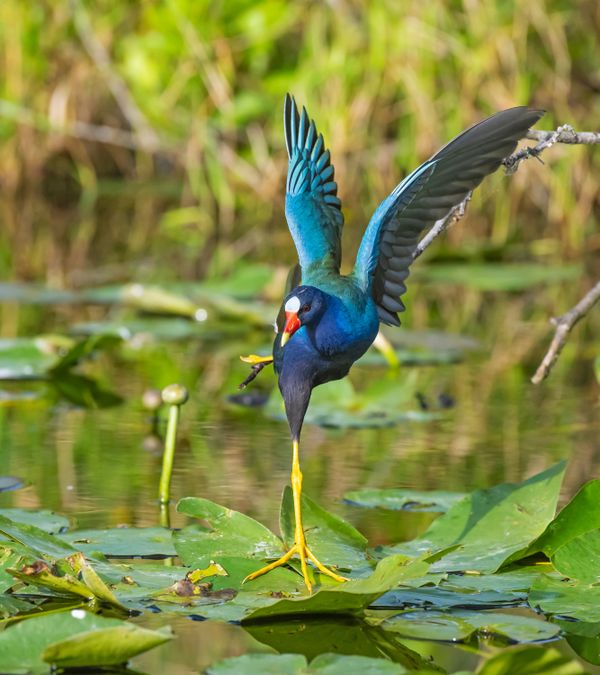 The Gallinule Ballet from the Everglades thumbnail