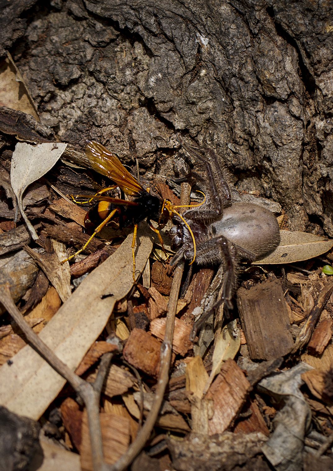 I Spotted This Wasp While Out Photographing Bugs And Spiders Then I Noticed It Was Attacking A