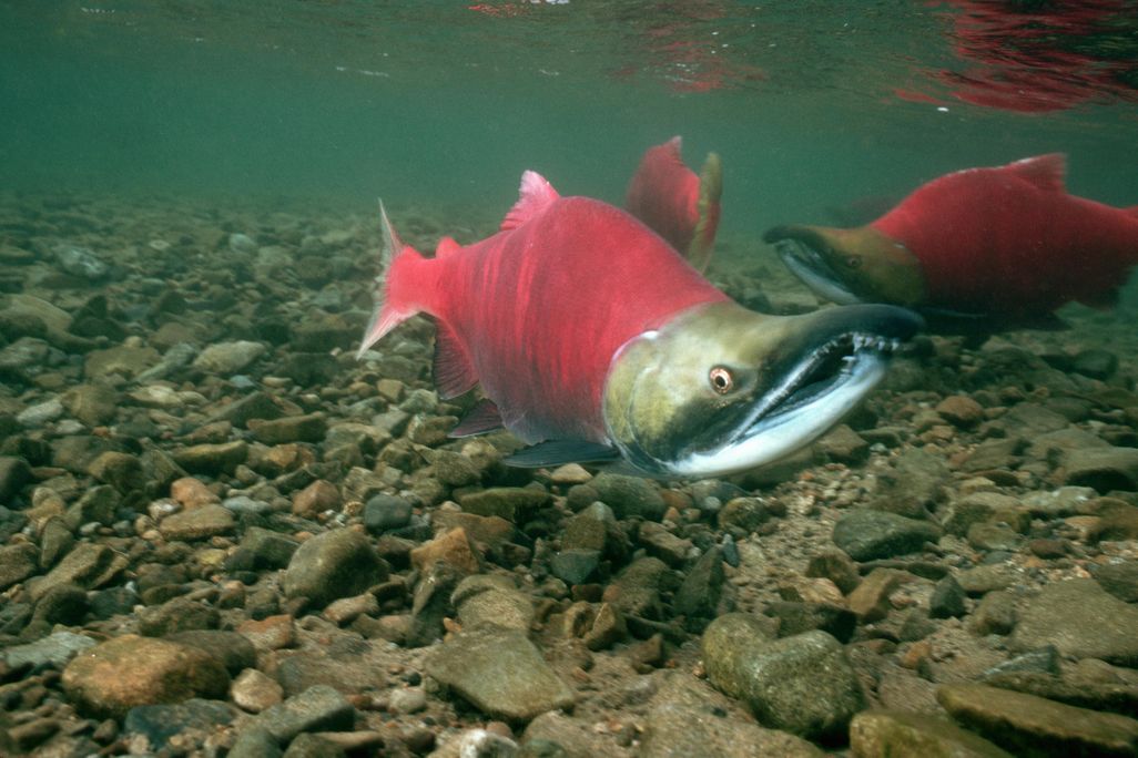 Salmon NF003289.jpg