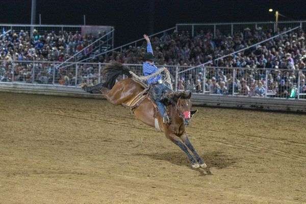 Cowboys attempt to ride bunking horses thumbnail
