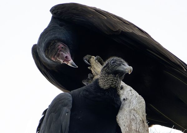 Black vultures thumbnail