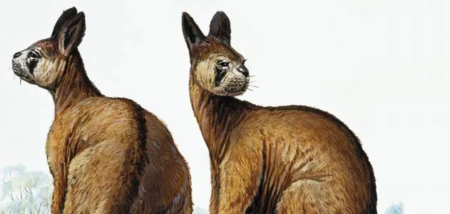 Giant kangaroo