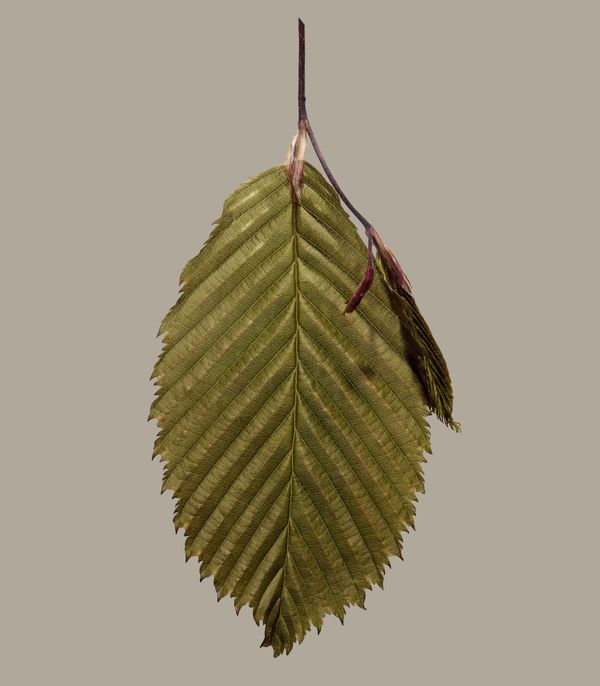 Fagus Sylvatica thumbnail