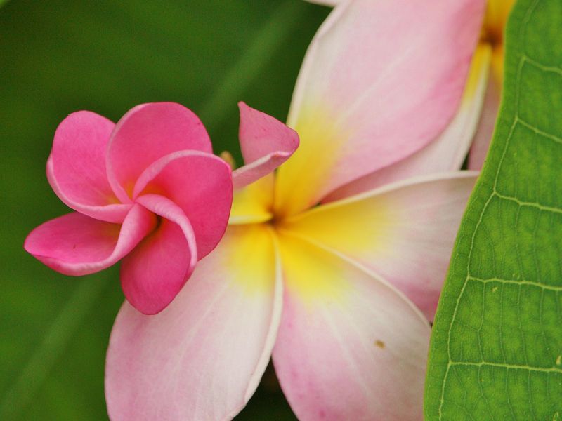 Plumeria in Bloom Smithsonian Photo Contest Smithsonian Magazine