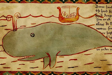Evidence suggests blue whales were an important food source for Icelanders.