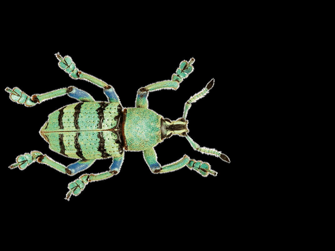 Papuan green weevil