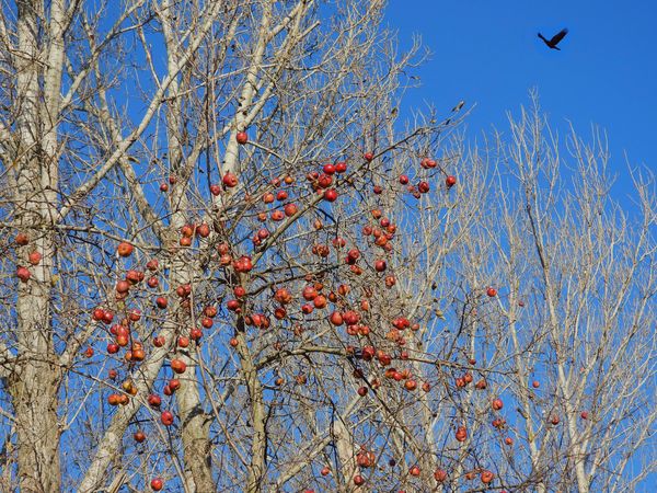 Apple Tree and Crow Composite thumbnail