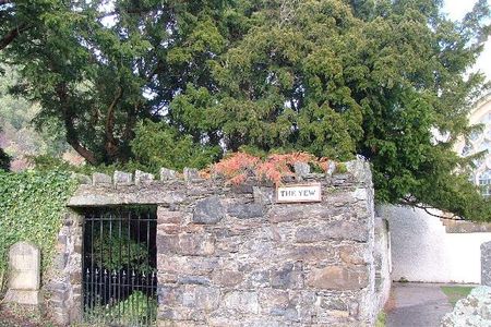 The Fortingall Yew.
