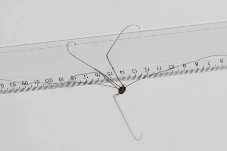 The giant, newly discovered harvestman from Laos.