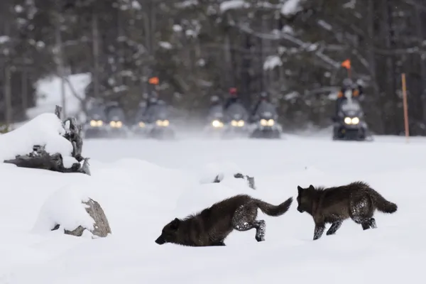 Wolves and snowmobiles thumbnail