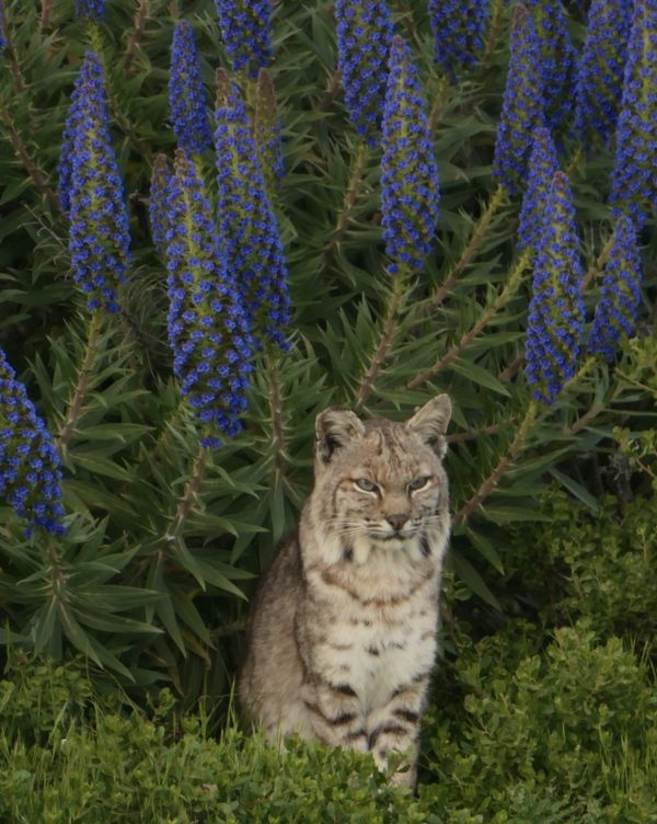 A Bobcat in a Pride of Madeira bush thumbnail