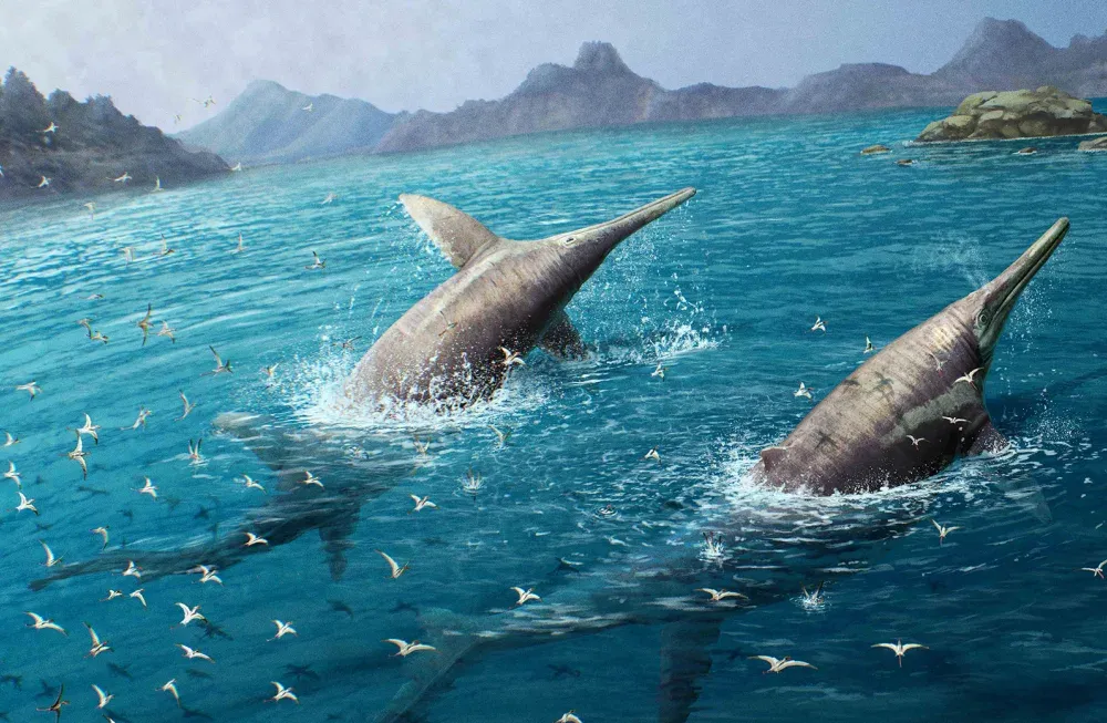 An artist's rendering of two massive Ichthyotitan severnensis swimming in the open ocean some 200 million years ago