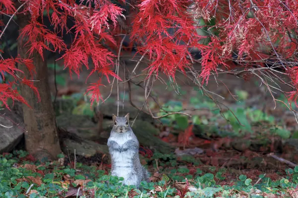 Backyard wildlife: Squirrel thumbnail