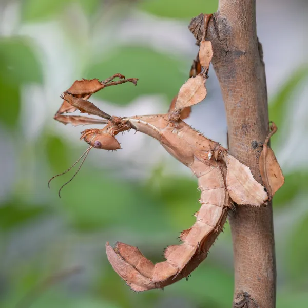 A Spiny Leaf Insect thumbnail