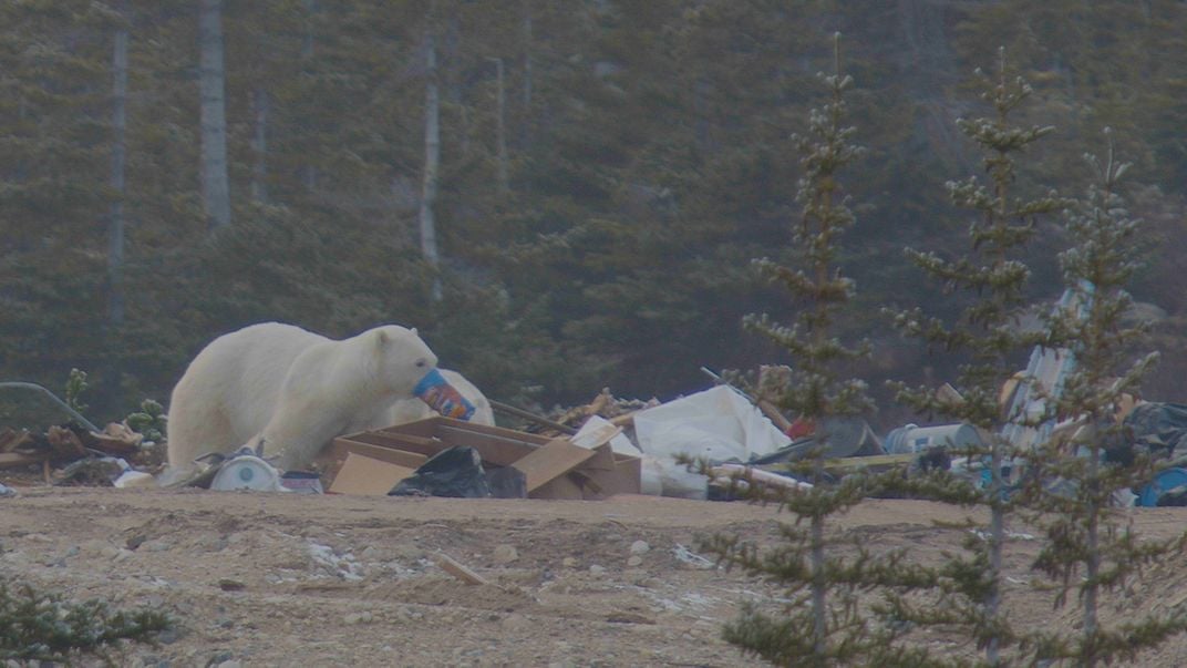 Polar bear eating trash