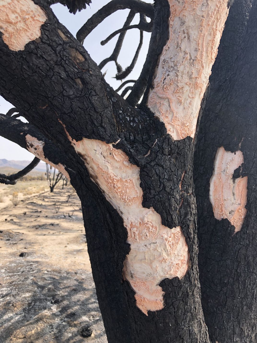a few charred trees have patches of pale orange-pink against their blackened bark
