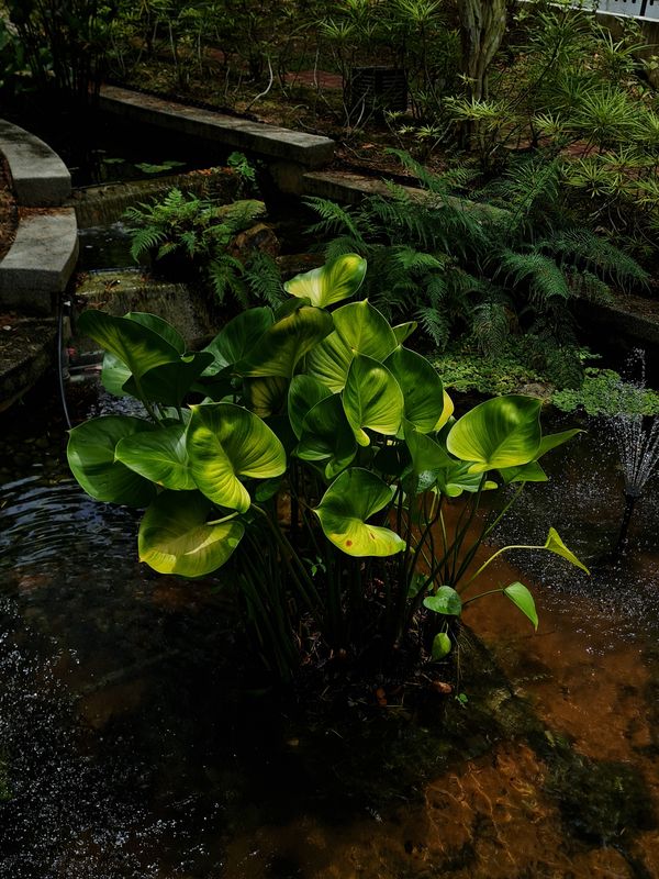 Beautiful cluster of Peace lilies in a pond. thumbnail