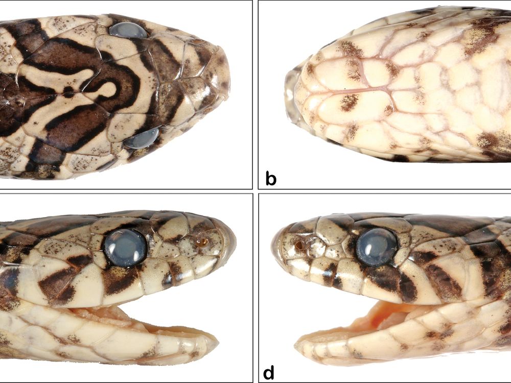 A four-paneled view of the snake's head. Top left: a dorsal view shows brown and tan chevron-like stripes. Top right: a view of tan scales on the bottom of the head. The bottom photos show a left and right view; large eyes with brown and tan stripes.