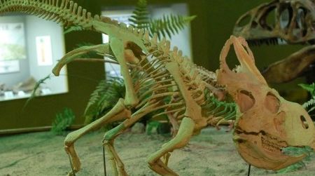 A reconstruction of Protoceratops at the Wyoming Dinosaur Center in Thermopolis, WY