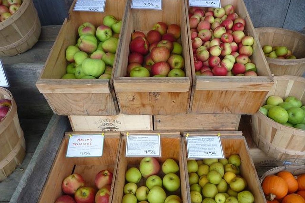 Heirloom apples