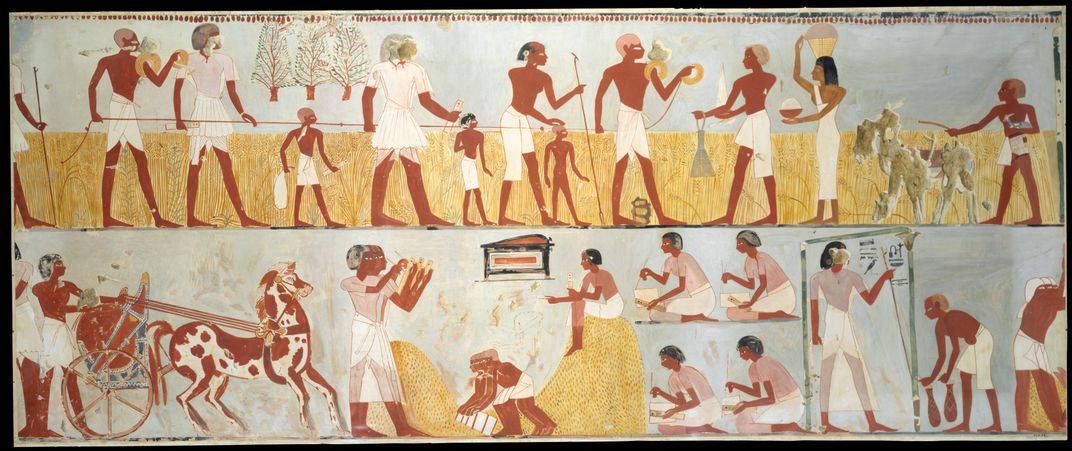 Harvest scenes from the tomb of Menna