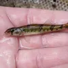 A Tiny, 'Endangered' Fish Delayed a Dam's Construction in the 1970s. Now, Scientists Say the Snail Darter Isn't So Rare After All icon