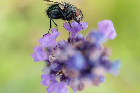 A blowfly on lavender flowers. Flies are the unsung heroes of pollination. They visit flowers to stoke up on energy-rich nectar and protein-rich pollen and transport pollen from flower to flower in the process.