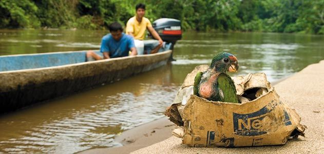 Ecuador wilderness animal trade