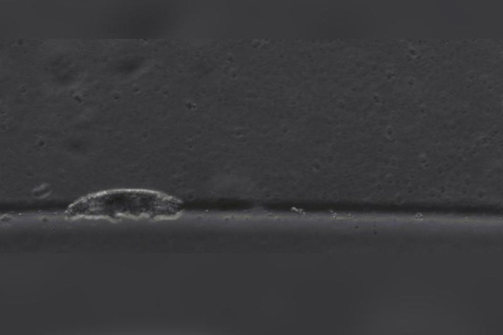 A microscopic image of a water bear standing on a gel-like surface. The image is in grayscale.