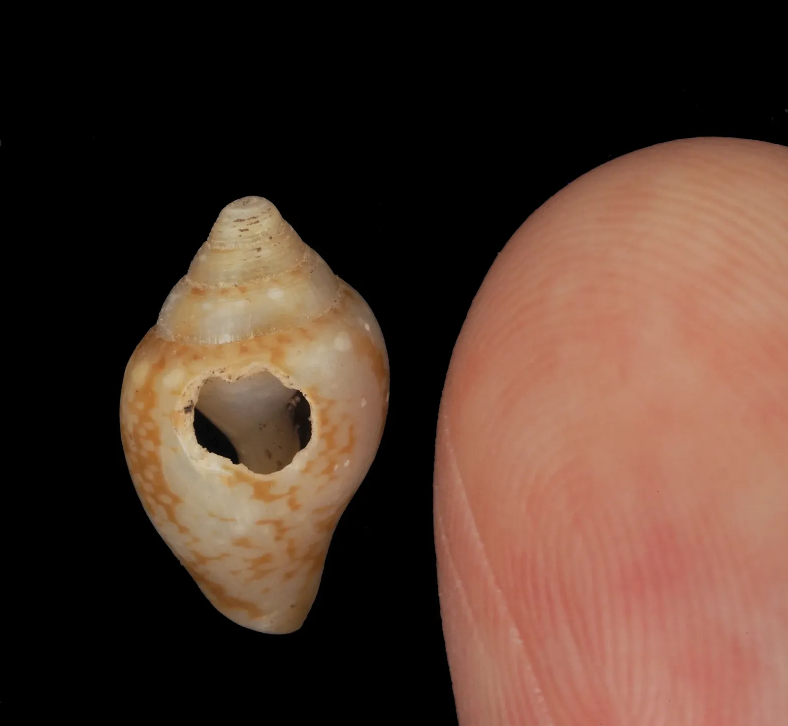 Our Ancestors Loved Shell Trinkets, Just Like Neanderthals. New Research Suggests It's a Sign of Shared Culture Across Species