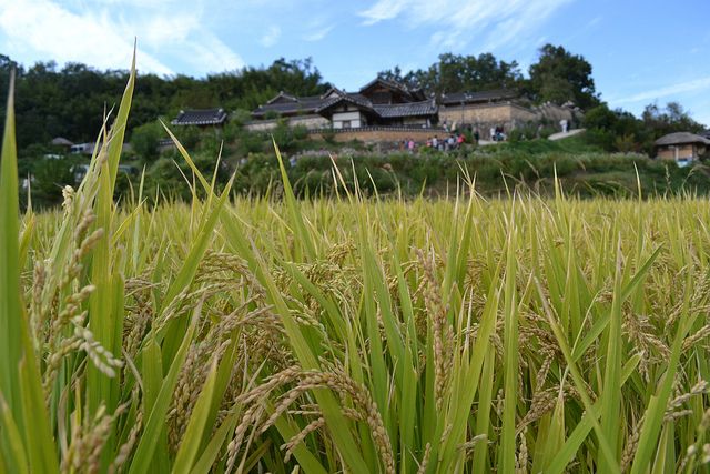 20120711110008rice_rowan-peter.jpg