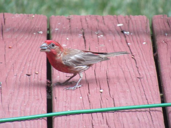 Purple finch on the porch thumbnail
