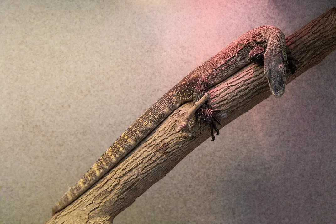 A juvenile Komodo dragon with a long, slender body, scaly skin, long toes and short claws rests on a tree branch