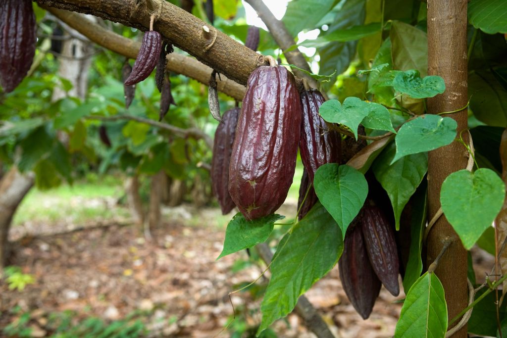 Cocoa tree