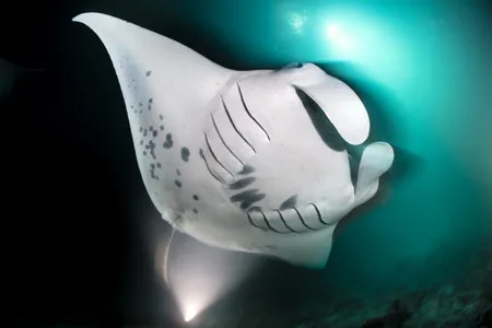 After the manta ray filters out the tiny plankton from the water it ingests, the excess water exits through the dark gill slits on the ray's ventral side.&nbsp;