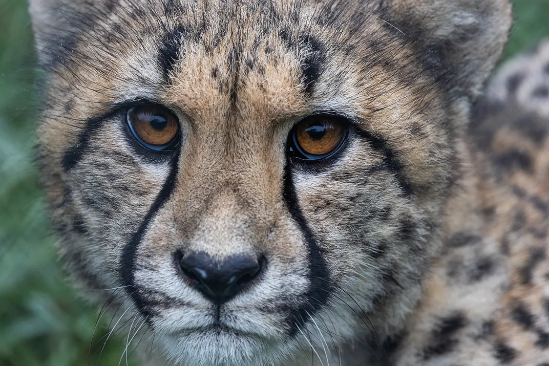 Closeup of a cheetah's face.